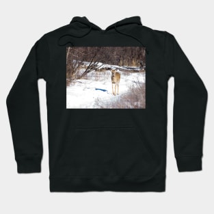 White Tailed Deer. Hoodie